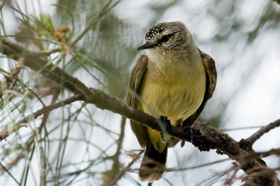 Yellow-rumped Thornbill (Acanthiza chrysorrhoa)